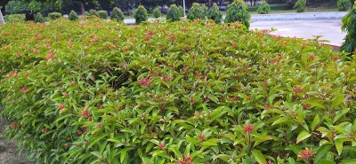 Hamelia patens花或火灌木或蜂鸟灌木花。