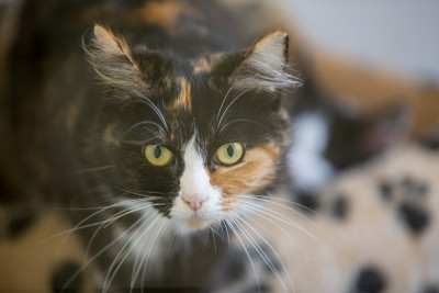 猫瞪了