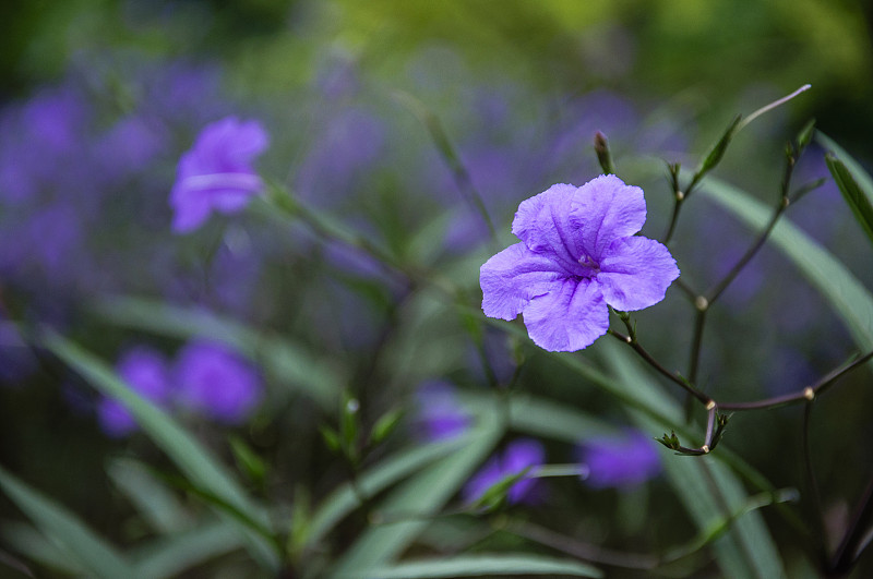 这朵盛开的红百合花特写