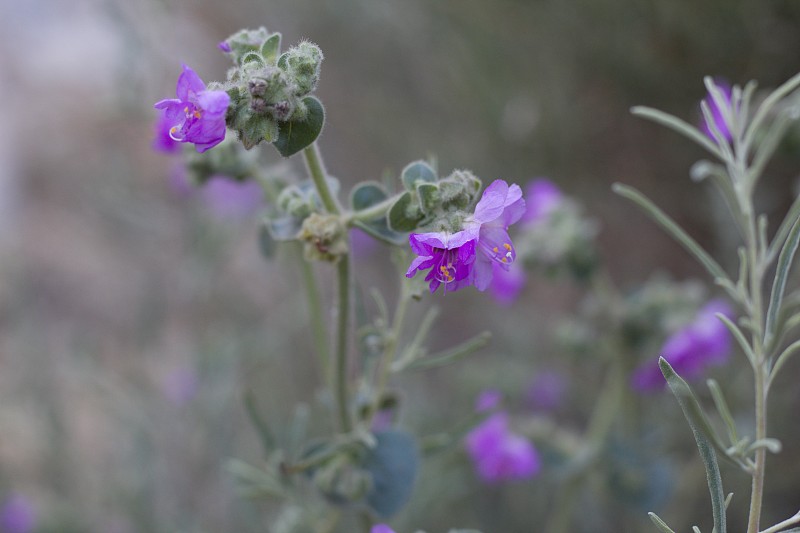 Mirabilis laevis bloom - SAN bernardino MTNS - 062