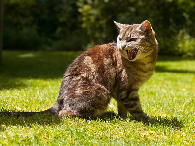 猫大喊大叫