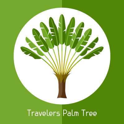 旅行者棕榈树。外来热带植物插图
