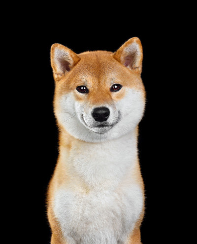 柴犬