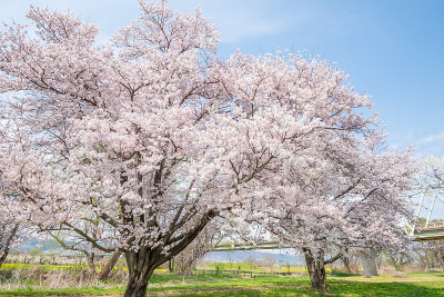 樱花盛开在日本长野