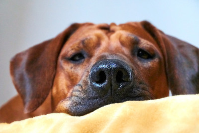 罗得西亚脊背犬头近。狗鼻子特写柔和的选择性聚焦。模糊的背景