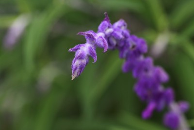 紫水晶鼠尾草花。