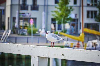 海鸥坐在木梁上。