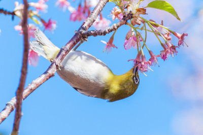 樱花和白眼睛