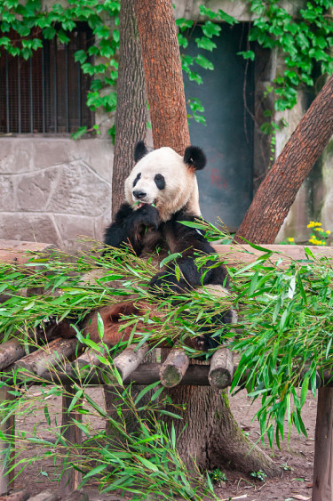 中国重庆动物园，熊猫在它的领地里吃它的午餐。