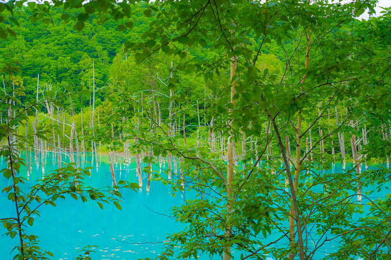 像森林一样的蓝色池塘(北海道别尾町)