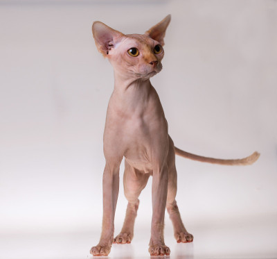 孤立的猫