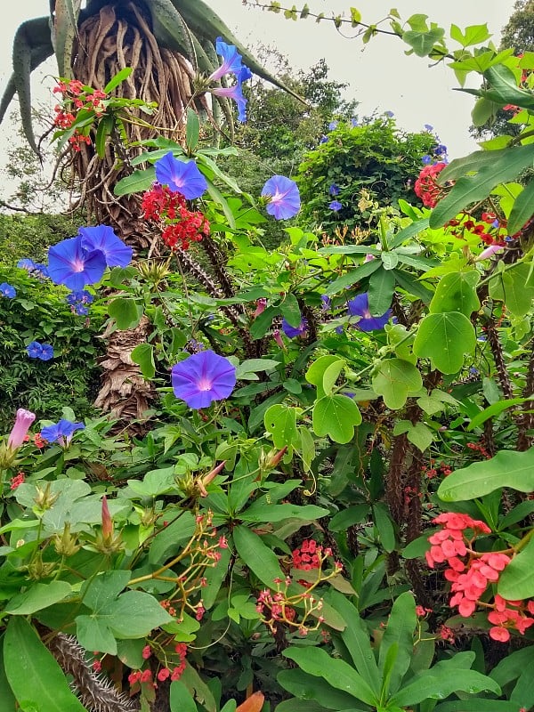 植物园，巴勒莫森林，布宜诺斯艾利斯，阿根廷