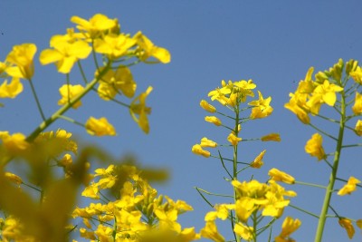 芥花