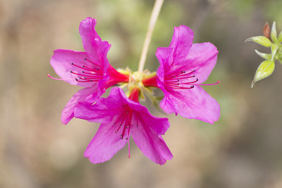 杜鹃花