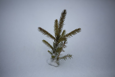 云杉破雪而出。