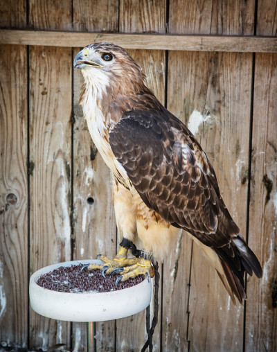 侧面一只金雕(Aquila chrysaetos)，动物场景
