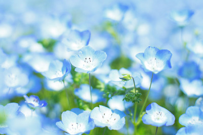 尼莫菲拉