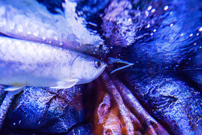 蜡染绿龙鱼在水族馆的近景