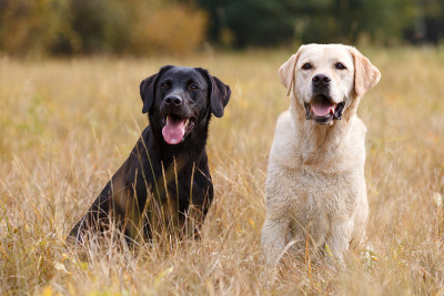 两只拉布拉多犬坐在秋天的草地上
