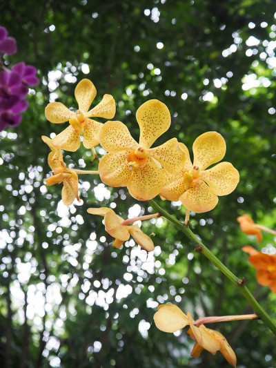 美丽的黄色兰花在花园里