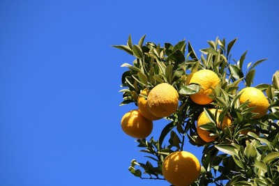 酸橙