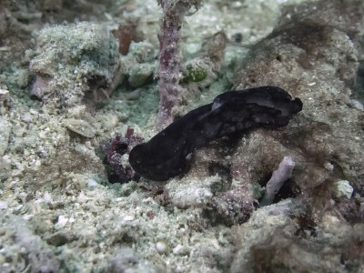 在海底爬行的裸鳃水母属
