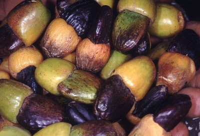 水果。Semecarpus Anacardium。标记坚果树。一种中等大小的落叶树果实类似于腰果，但