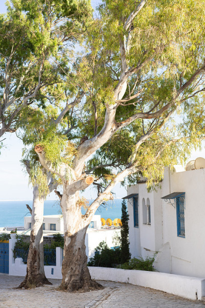 Sidi Bou Said，突尼斯