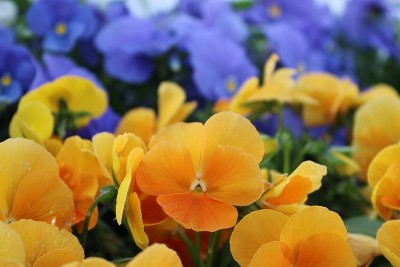 花和自然