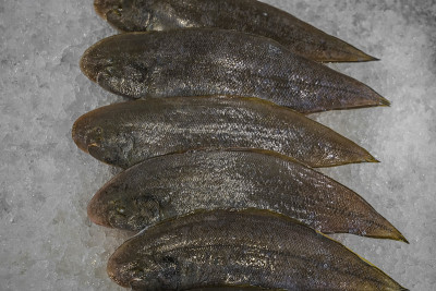 泰国市场上的大型舌鳎(Cynoglossus arel)。冰冻舌鳎鱼在冰冷的冰。海鲜背景，海鲜市场。