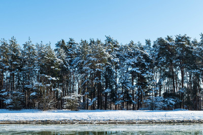 海峡上有雪的森林