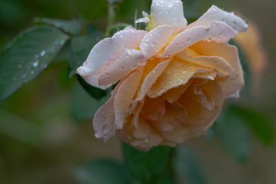 玫瑰开花