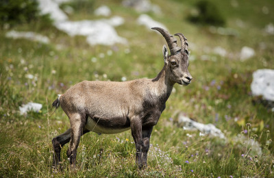 山羊 (Capra Ibex)