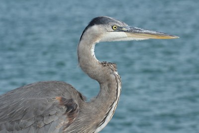 Blue Heron