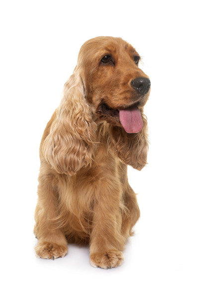 可卡犬