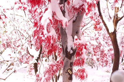 晚秋和粉状雪