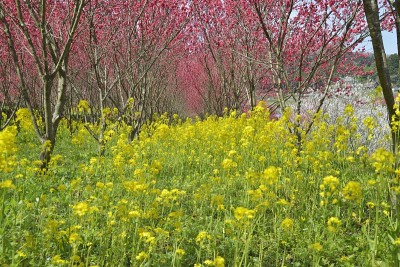桃花节(日本岛根县大池安)