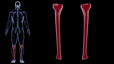 人体骨骼解剖胫骨骨3D渲染