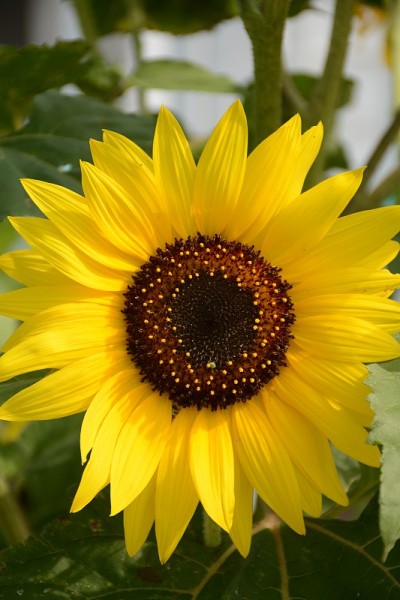 夏日鲜花盛开