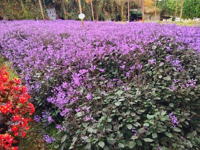 美丽的花朵