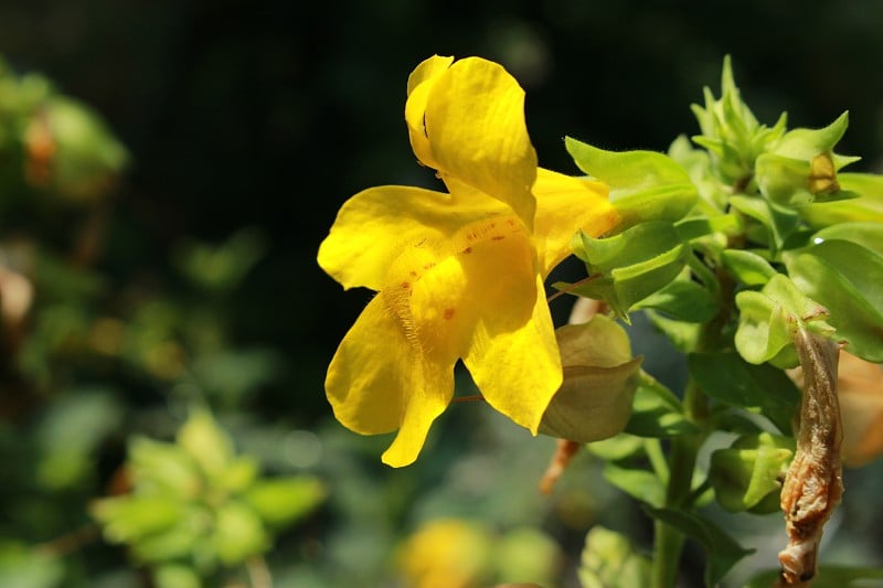 有红色斑点的黄色“猴”花-黄花