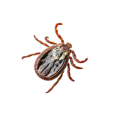 脑炎病毒或莱姆病，Borreliosis Disease或Monkey Fever传染性革蜱蜱蛛形昆