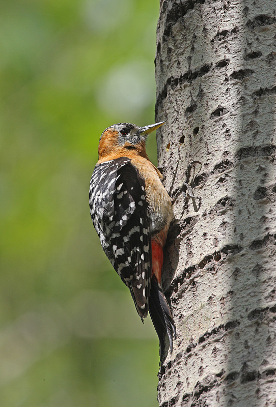 红腹啄木鸟(Hypopicus hyperythrus)