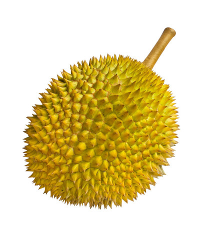 榴梿孤立