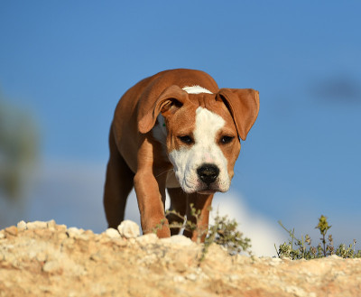 小狗斗牛犬