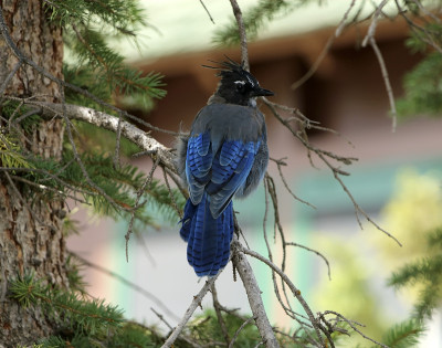 Steller's Jay On a Tree Branch特写