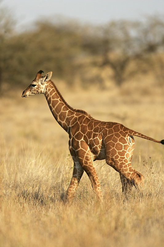 reticulated giraffe