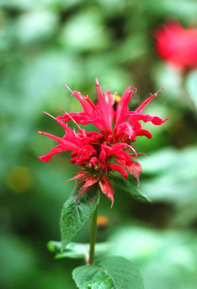 红色Monarda花