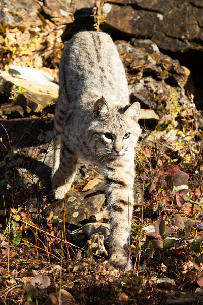 山猫