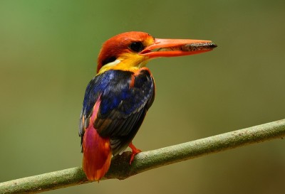 雄性黑背翠鸟(Ceyx erithacus)